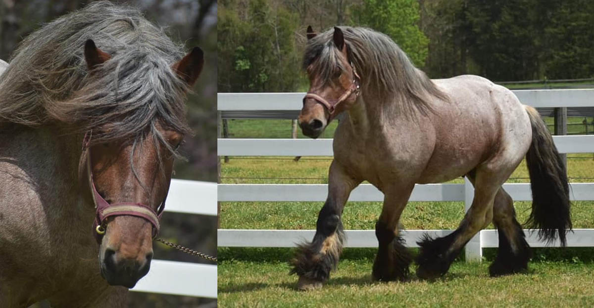 purebred 16h Double Registered Brabant Stallion - Draft Horse Breeders